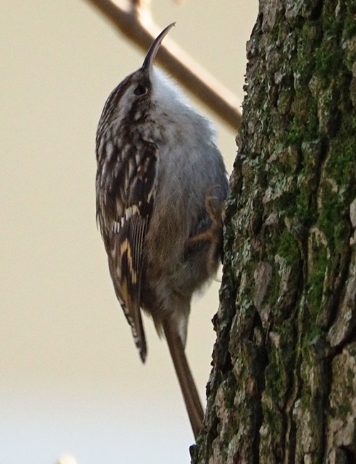 Gartenbaumläufer, Certhia brachydactyla